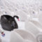 How to Manage a Black Swan Event