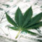 Is Cannabis the Next Golden Opportunity for Credit Unions?