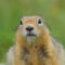 Your Credit Union Needs a Data Analyst, Not a Data Gopher